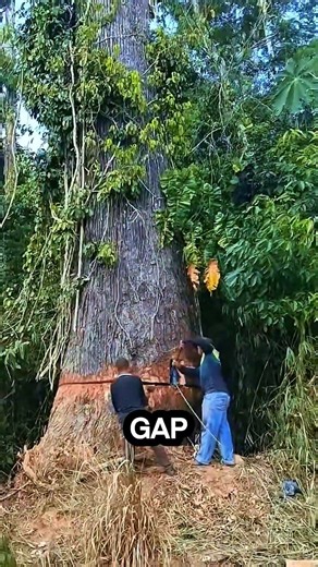 This big tree was knocked down using a jack #logging #nature #chainsaw #sawblade