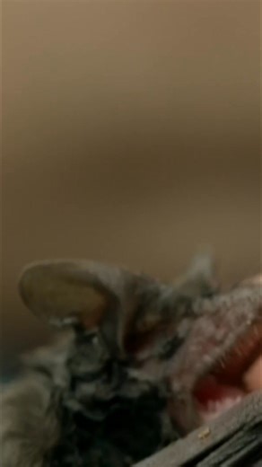 Dive into the secret world of microbats! Discover how they cluster in storm water pipes, witness the dedicated care of rescued baby bats, and learn about their crucial role in controlling pests. Nature's tiny heroes! #Microbats #BatRescue #Wildlife #PestControl #AustralianWildlife From: Baby Animals In Our World Series 02 Episode 04 | Real Wild