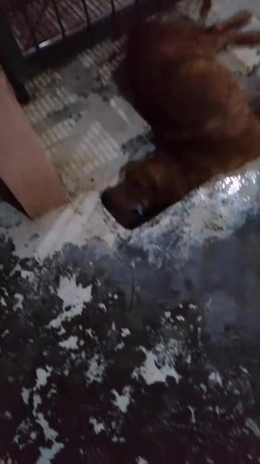 How to Handle Toad Poisoning in Dogs