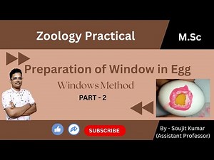 Preparation of Window in Chick Egg | Window method Experiment | PG & UG