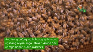 49 reactions | Ngayong araw, ATIng alamin ang iba't-ibang teknolohiya at pamamaraan sa ilalim ng Apiculture o beekeeping. Dito lamang sa AgriTalk 2 Easy Learning Video Series! Sa loob lamang ng dalawang minuto, matututunan natin ang Buhay ng Bubuyog. Halina't manuod at tumutok dito lamang sa #AgriTalk2023! Para sa mga hindi pa nakakapagpa-rehistro, i-click lamang ang link: https://forms.gle/wWAeNztV58cHefj36 #ishareknowledge #ATIiNspire #ATILEADS | Agricultural Training Institute | Facebook