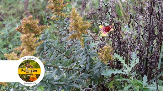 It's #PollinatorWeek! As part of our commitment to sustainable practices, we develop pollinator habitats across our service areas. By creating habitats along our transmission right of ways, substation properties and at parks and nature preserves, we're helping support the insects and small animals that pollinate plants.  | Met-Ed | Facebook