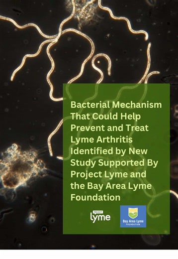 IMPORTANT UPDATE: New research funded by Project Lyme in partnership with the Bay Area Lyme Foundation has uncovered a key reason why so many people suffer from painful arthritis caused by Lyme disease. Over time, the arthritis can damage the cartilage in joints so badly that they need total replacement. Peptidoglycan—one of the materials that makes up the Lyme bacteria’s cell wall—can trigger strong inflammation in the joints, especially when it interacts with a specific bacterial protein. When
