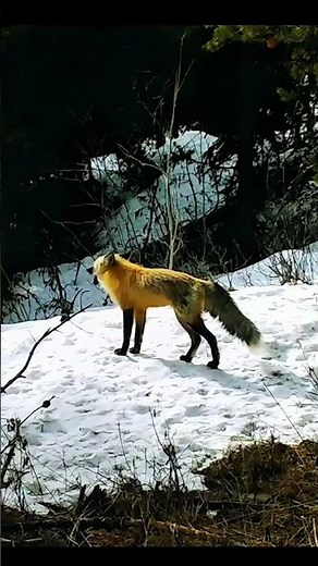 Red Fox sound #wildlife #top10 #viral #shorts #shortsfeed #reels #fox