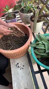 899K views · 13K reactions | The best time to plant trees was yesterday, the next best time is now  | Jaya Ahsan | Facebook