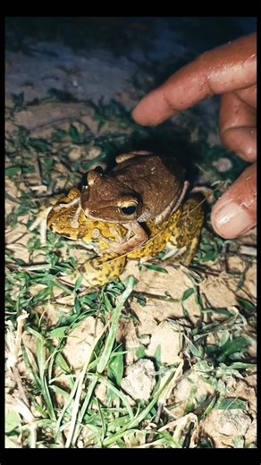 Touch frogs to jump | frogs laughter🐸😁 #frog #funny #funnyanimals #animals