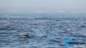 SO COOL! 🐬 Whale watchers off the coast of California spotted a "superpod" of thousands of dolphins as they leaped through the waters searching for food. MORE: https://bit.ly/2Xalq14 | FOX 13 News - Tampa Bay