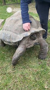 Nashville Zoo's cherished Aldabra tortoise, Koraline, relishes a shell scratch. Despite being less sensitive than their skin, turtles and tortoises have nerve endings in their shells, allowing them to feel touch. | CBS Sunday Morning