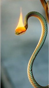 Snake fire🔥