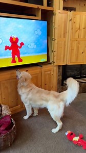 Dogs dreams come true! 🥺❤️ Walter the dog, loves Elmo! Little does he know, he is about to meet him! Every dog deserves to be surprised and loved like this. Produced by Wonder and Raw, Network Media, and Janelle Flom | Crafts Hacks and Laughs