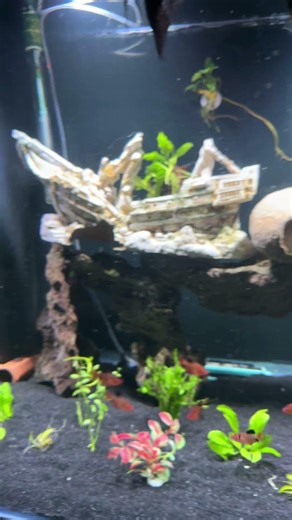 Hygger clip on lights! Def recommend! Use coupon code Chengsaqua to get 10% off #chengsaqua #fish