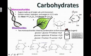 12 Carbohydrate Structure (2016) IB Biology