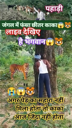 Chhitar ko mila jab tiger #tiger #uncle #tree #sed #trend #viral #vidio #forest #bchetiya blossom2