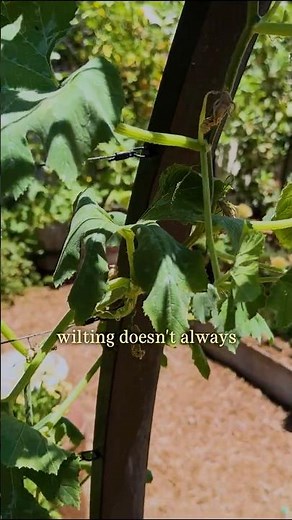 Wilted Doesn't Mean Thirsty