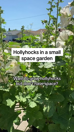 Grow Hollyhocks in Fabric Grow Bags for Small Space Gardens