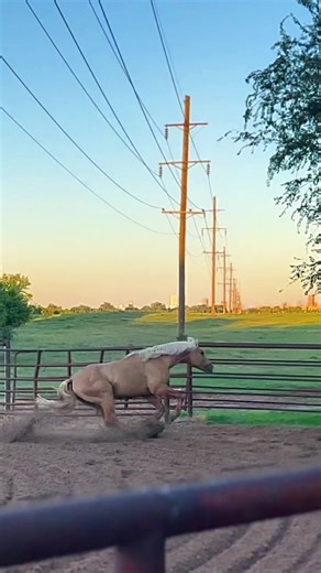 Dunwithtwistedchics standing at stud for 2026. #aqha #stallion #horsepeople #caballos #stud