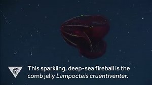 'Bloody-Belly Comb Jelly' Is a Macabre Blob of the Deep