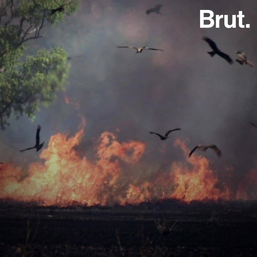 On les surnomme les faucons de feu. En Australie, ils propagent les feux de brousse pour pousser leurs proies à fuir et mieux les piéger. Ce sont les oiseaux incendiaires. | Brut nature FR