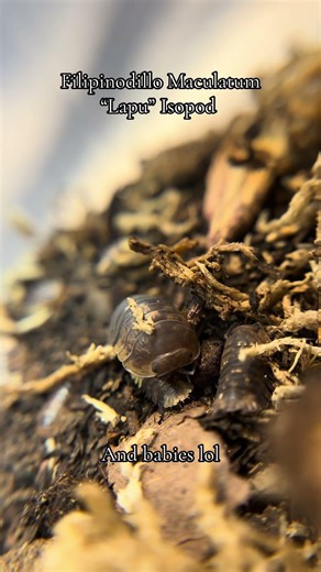 Lapu Isopods 🖤 #isopods