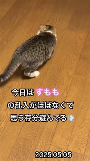 するめが好きなモノ❤️ #子猫 #子ネコ #保護猫 #好きな子猫 #猫のいる暮らし #きじしろ #雄猫 #ねこのいる生活