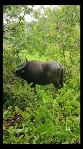 Funny ❤️ buffalo moments ❤️ - - - - - #buffalocomics #cartoonbuffalo #comiclife #dailycomics #comicstrips #animalcartoon #funnybuffalo #comicart #digitalart #animalworld #illustration #comicfunny #buffalodrawing #comicspirit #wildlifecomic | Southern Buffalo