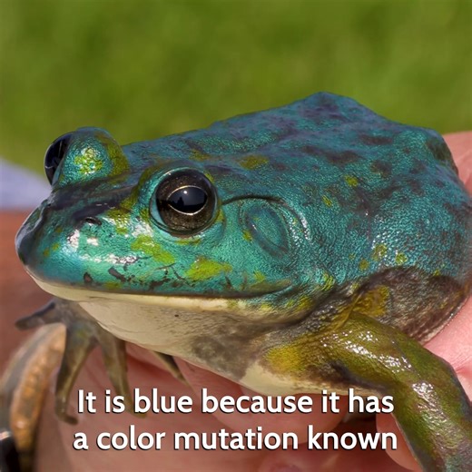 WOAH! Did Coyote discover a new species of frog?! Join Coyote on this adventure to capture this colorful amphibian and get to the bottom of it's sapphire coloration! | Coyote Peterson