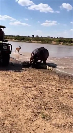 Hippo Saves Impala From Crocodile Jaws! 🦛🐊 #Shorts