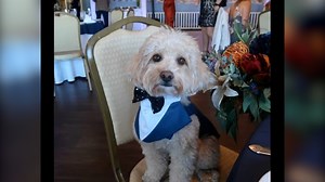 Woman Brings Dog To Wedding