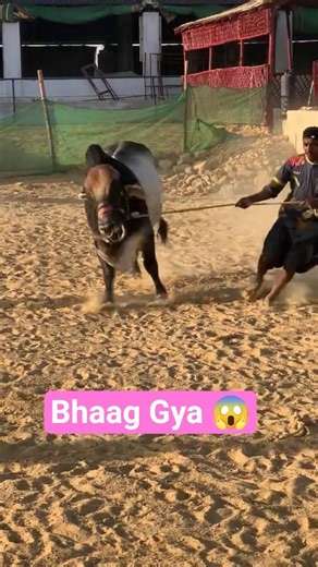BHAAG GYA 😱 | Karachi Cow Mandi Update | Jameel Memon Mandi #cow #bull #shorts #viral