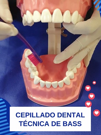 Técnica de Bass de Cepillado Dental: ¡Aprende cómo hacerlo correctamente!