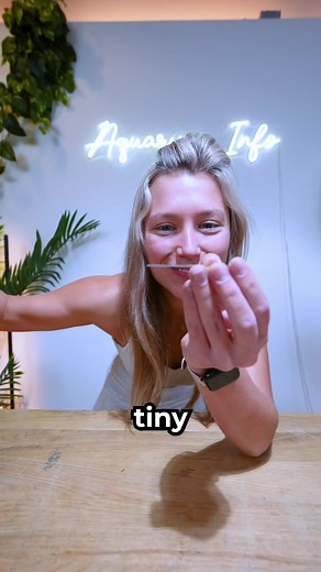 Mysterious Discovery in My Fish Tank