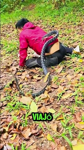 This man was bitten by the most dangerous snake in the world