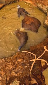 Wildlife rescuers saved a mother elephant and her baby after they fell into a water well. The baby, struggling to stay afloat, was pulled out first, but he didn’t want to leave his mama’s side. After sedating the terrified calf, the crew drained the water and helped the mother regain strength to escape. Despite fears of aggression, her only wish was to reunite with her baby. Thanks to the team’s heroic efforts, the little family made a full recovery❤❤ | We Love Animals