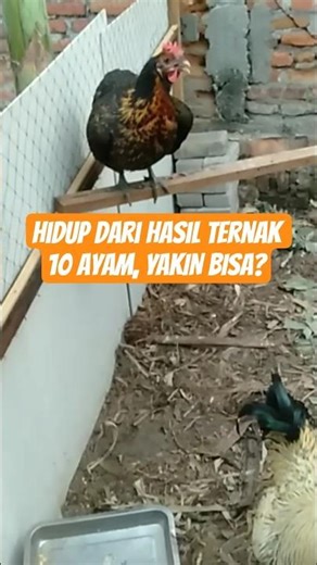 Hidup dari Hasil Ternak 10 Ayam, Yakin bisa? #ternakayam