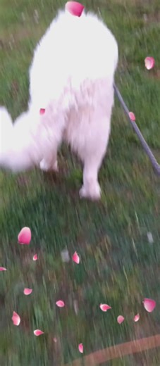 #greatpyreneesmix #maremmamix #anatolianshepherdmix #puppy #fyp