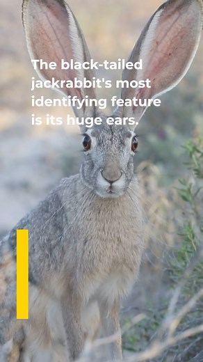 Meet the black-tailed jackrabbit, an iconic year-round resident of Western deserts and grasslands. 📽: Peter Pearsall via #invideo #jackrabbit #blacktailedjackrabbit #hare #highdesert #oregondesert #greatbasin #malheurnationalwildliferefuge #friendsofmalheur | Friends of Malheur National Wildlife Refuge