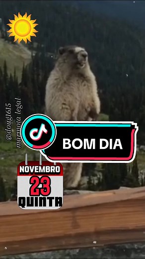 #marmotagritando #marmota #marmotalegal #bomdia #bomdiaaaaa #bomdiaaa #bomdiacomdeus #funnyanimals #funnyvideos #quintafeira