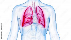 3d rendered medical animation of a man's airways during breathing