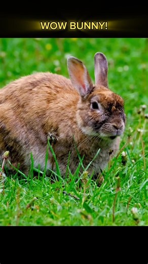 Cutest Bunny Ever 🐰 | Adorable Rabbit Moments Compilation #shorts