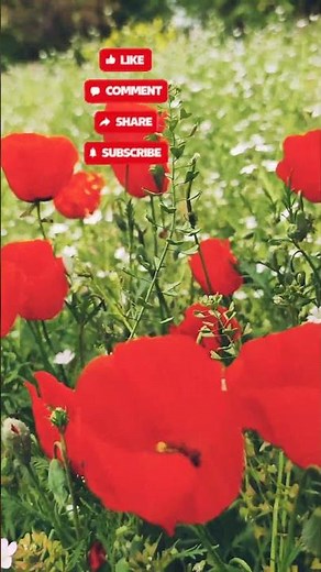 Wild Red Poppies: A Moment of Peace 🥀✨ #soulvibenature #nature #flowers