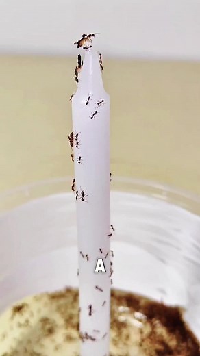 Fire Ants and Their Unusual Behavior During Fires