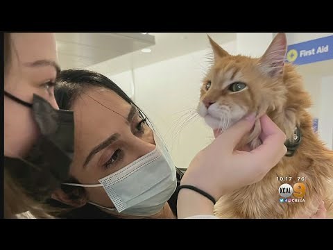 Cat Dies In Cargo Area Of Plane During International Flight