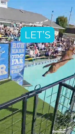 We'll be rockin' the dock at three events this weekend, and we can't wait to see how big of a SPLASH 💦 these dogs make! Where will you be jumping?! 🤩 🐾 DockDogs®at Barktoberfest 🐾 DockDogs® at the McArthur Farm Fest 🐾 Bark on the Boards with Delmarva DockDogs | dockdogs