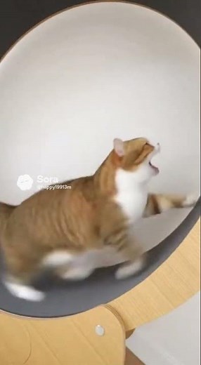 My Cat Discovers the Exercise Wheel… and Goes Full Turbo! 🐱💨