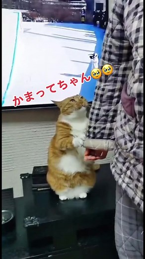 可愛い猫のツイッター特集