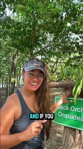 The Black Orchid of Belize – National Flower, Hidden Beauty | Nature & Culture 🌺🇧🇿