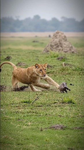 Why Warthogs Are So Hard to Catch! 😱
