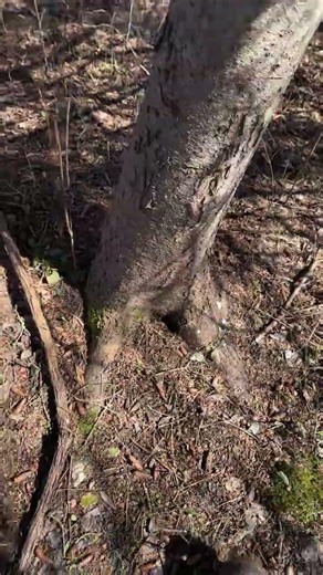 Finding Owls Using Poop