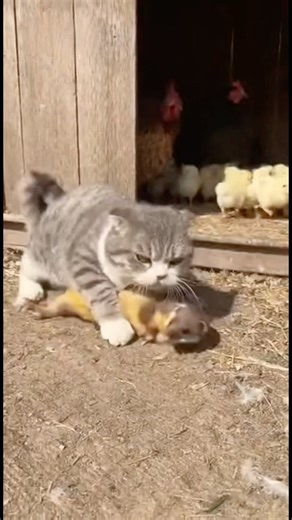 “Brave Cat Saves 🐤🐣🐶🐱 from a Weasel!”《勇敢的小貓阻止黄鼠狼的攻击！》#BraveCat #GatoValiente #勇敢猫咪