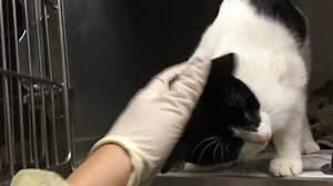 1.5K views · 92 reactions | RESCUED BY FORGET ME NOT ANIMAL RESCUE!...